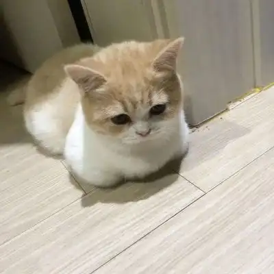 特别可爱的猫咪头像,爱猫的女生一定会喜欢的

