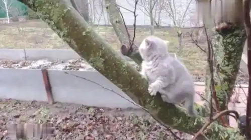 爬树的小猫崽太搞笑了,看见主人过来,立马撒娇要抱抱

