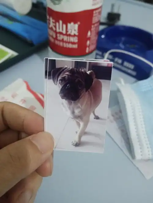 哈哈哈狗子的身份证照片
