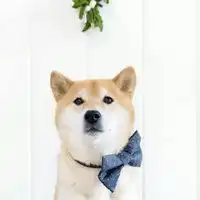 搞笑逗比柴犬头像图片微信头像图片大全
