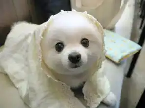 背景图头像狗狗头像

