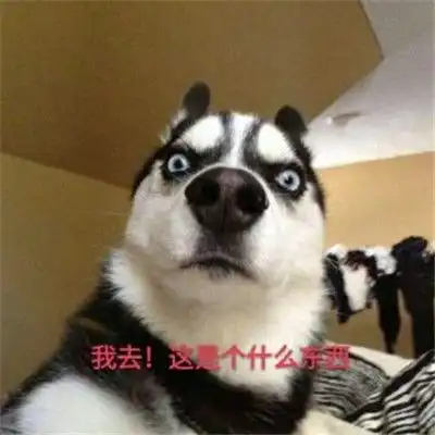 哈士奇表情包搞笑大全最新哈士奇表情包可爱犯二
