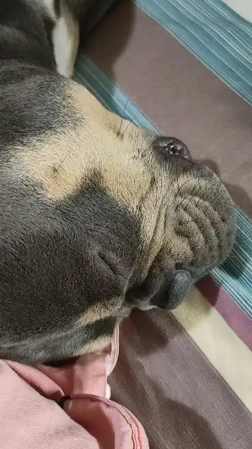 我的这只恶霸外号睡不醒搞笑
