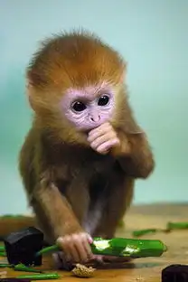 一只小猴子的图片
