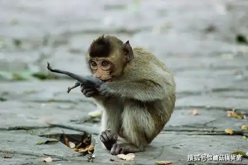 智商极高的海洋生物,大白鲨见到它们也要绕道走
