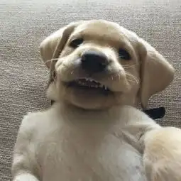 狗狗不小心打开了前置摄像头
