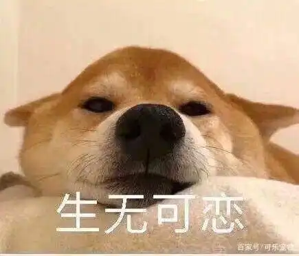 年度最搞笑的狗狗表情包都在这里了,看到这么傻的狗子,你笑了吗
