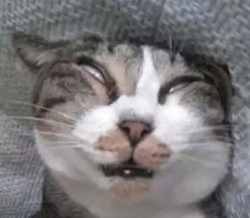 猫咪在主人身上睡觉,却被顾客吵醒,不顾店内生意,眼神不言而喻
