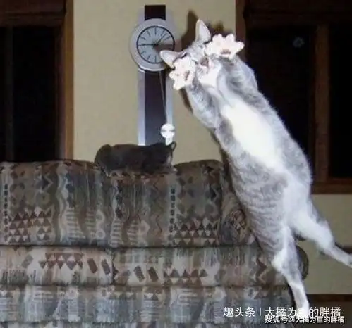 磨刀不误砍柴工,我自己砍柴取暖,同样是猫咪,你们还真秀
