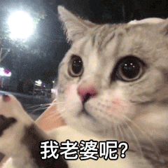 搞笑表情包图片对不起,我老婆呢
