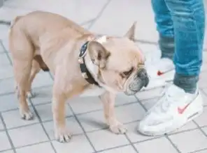 男狗狗的名字可爱搞笑
