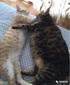 居然被我发现了一只比橘猫还胖的狸花猫
