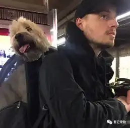 只要包里塞得下,就可以带狗这是你说的啊,不许反悔
