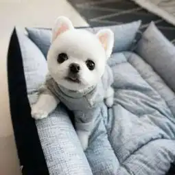 动物头像大全qq动物头像可爱动物头像简笔画腾牛个性网
