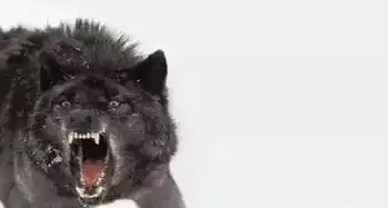 为什么做地板的男人,要像狼一样
