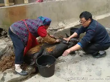 杀猪过年了,欢迎大家来凉山做客海量图片
