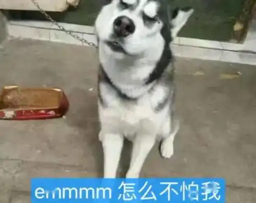二哈在农村住了1个月,主人去接狗时笑疯,狗大兄弟有点眼熟啊
