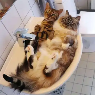 猫咪卖萌搞怪微信头像大全
