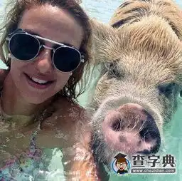 我想知道跟猪一块游泳,水是什么味道
