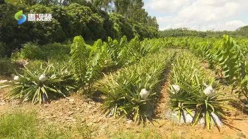 钱景广阔广东惠州这个地方有一片菠萝的海
