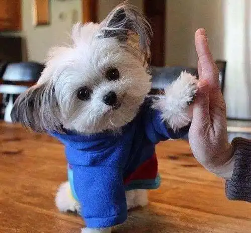 只听过警犬导盲犬治疗犬常被大家忽略,对人类的付出却不小
