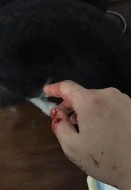 养了3年的阿拉斯加,犯错被主人教训,结果这货恼羞成怒
