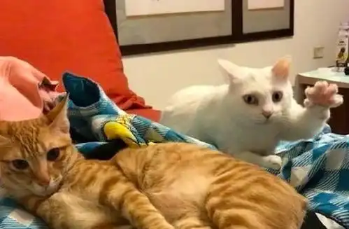 白猫伸爪子想要偷袭橘猫,正好被主人拍下来,表情好有戏
