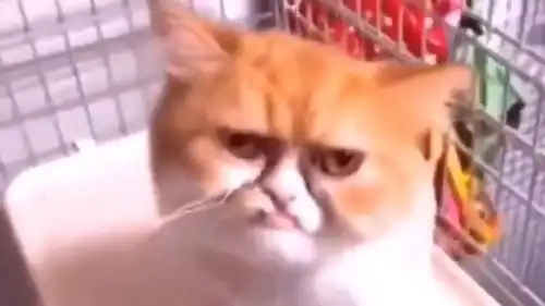 都说猫咪是可爱的动物,但看到这里...我收回我的话
