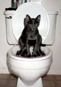快来看看可爱的猫猫吧
