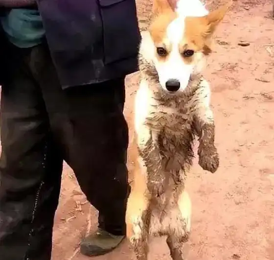 带狗子回农村就能幸福过年它们最后都会成为这幅德行
