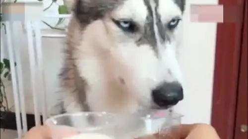 爱喝啤酒的二哈,喝多了还耍酒疯,叫都叫不醒可咋整
