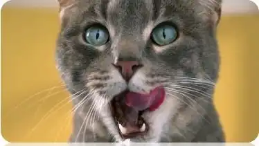 喜跃猫粮猫咪挑食很难搞,怎么样才能搞定猫咪的胃

