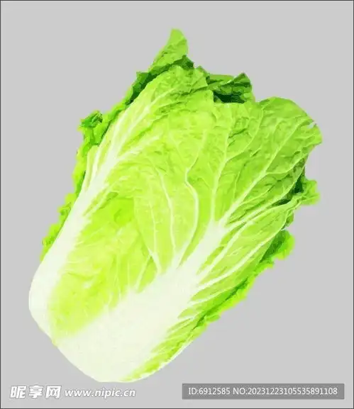 大白菜蔬菜矢量图设计图
