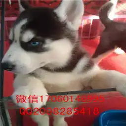 河南郑州哪里有哈士奇出售哪里出售哈士奇包纯种健康哈士奇图片价格
