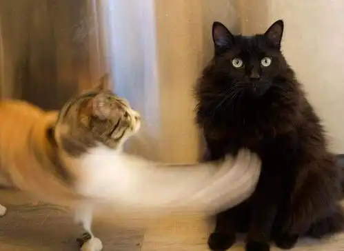 没有什么动物是比猫猫更可爱的啦如果有不可能有的
