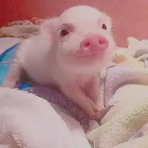 唯美超萌小粉猪可爱微信头像6
