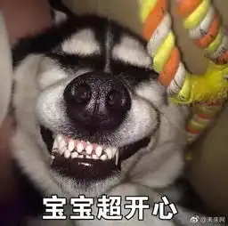 狗生巅峰这只混入狼群的二哈娶了母狼,如今还当爹了
