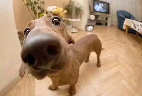 主人穿恐龙恶搞柴犬狗狗回头一看吓坏,当天便便都没有拉
