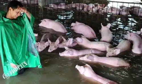6000多头生猪遭洪灾泡在洪水中近20小时水位上涨无生还希望
