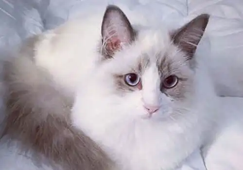 最萌布偶猫图片超可爱的布偶猫
