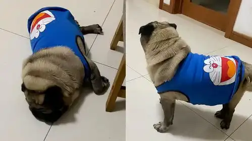 狗狗睡觉被叫醒,疯狂无视主人惹爆笑你永远叫不醒不想理你的狗

