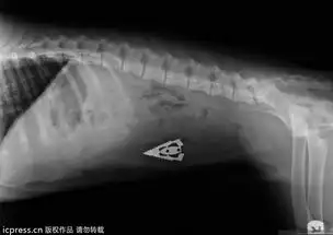 宠物吞食离奇物品比赛爆笑案例
