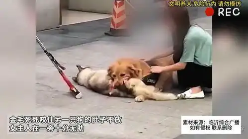 金毛死死咬住另一只狗不放女主人在一旁十分无助
