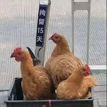 靓仔都是孤独的
