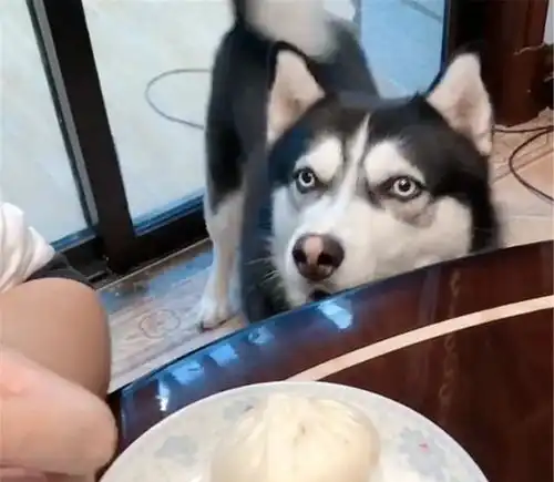主人在河边烤肉,二哈馋得躺地上打滚儿,狗烤肉让我无法自拔
