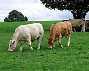 深秋多给肉牛补充维生素a

