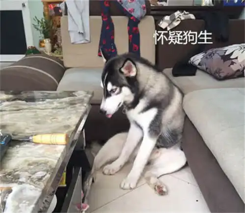 二哈搞破坏屡教不改,主人为了对付它,想方设法想出这个主意
