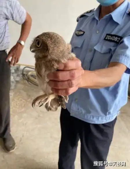 稀奇秦栏这个地方竟来了一只国家二级保护动物
