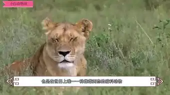 皮鞋
