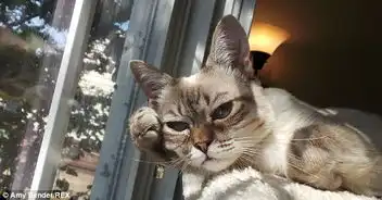 暴躁猫遇劲敌不耐烦猫走红
